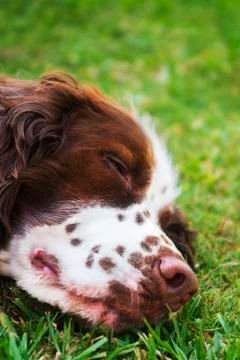 Sleeping Dog Stock Photos