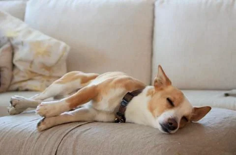 Sleeping dog Foto stock