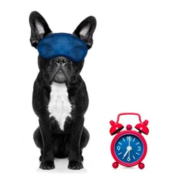 Sleeping dog Foto stock