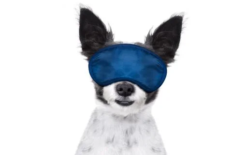 Sleeping dog 스톡 사진