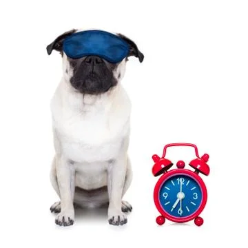 Sleeping dog Stock Photos