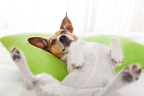 Sleeping dog Foto stock