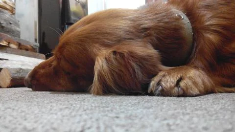 Sleeping dog Stock Photos