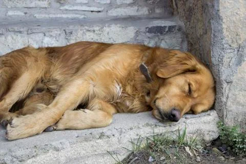 Sleeping dog Stock Photos