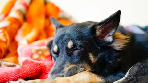 Sleeping dog Stock Photos