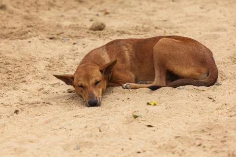 Sleeping dog Stock Photos