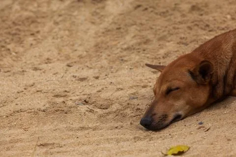 Sleeping dog Foto stock