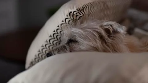 Sleeping dog. Stock Photos