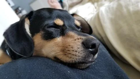 Sleeping dog 스톡 사진