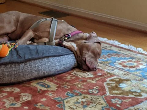 Sleeping Dog 스톡 사진