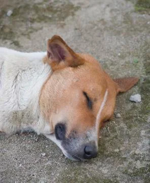 A sleeping Dog. Stock Photos