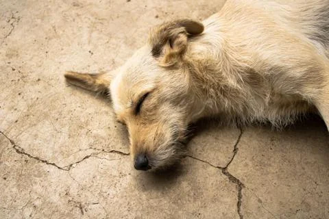 Sleeping dog Stock Photos