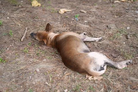 A sleeping dog Stock Photos