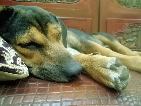 Sleeping dog 스톡 사진