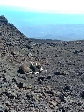 Sleeping dog Stock Photos