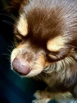 Sleeping dog Stock Photos
