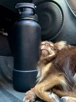 Sleeping dog Stock Photos