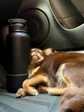 Sleeping dog Stock Photos