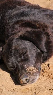 Sleeping dog Foto stock