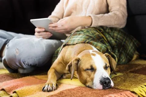 Sleeping dog with reading human Stock Photos