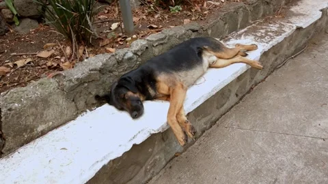 Sleeping Dog Resting on Stone Bench in Park Vídeos de archivo 334343478