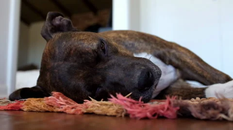 Sleeping Dog on a Rug Stock-Footage 32454223