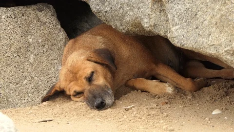 Sleeping Dog on sand background .4k Stock Footage 91948246