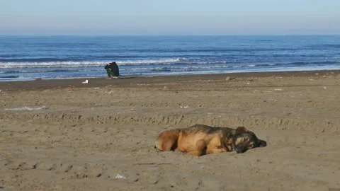 Sleeping dog on sandy beach with sad man by sea Stock Footage 318683571