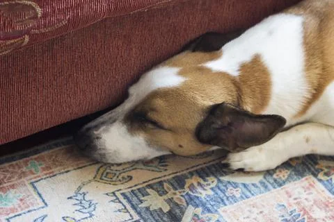 A sleeping dog with short brown and white fur. Stock Photos