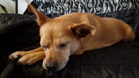 Sleeping dog on sofa 스톡 동영상 267602341