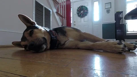 Sleeping Dog Stretches and Rolls Over Stock Footage 84082453