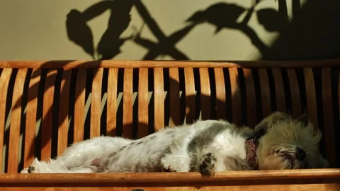 Sleeping dog surrounded by shadows slow motion dolly 4K Stock Footage 242132843