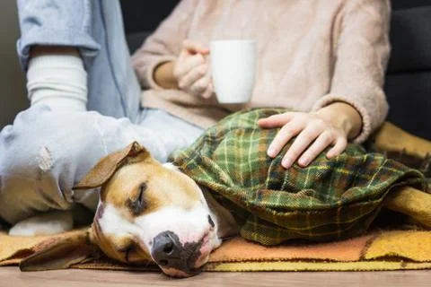 Sleeping dog in throw blanket with human Stock Photos