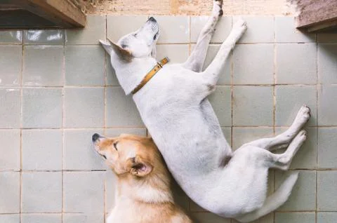 Sleeping dog on topview Stock Photos