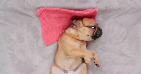 Sleeping dog wake up and actively move and remove sleeping mask Stock Footage 308652072
