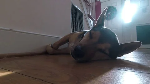 Sleeping Dog Wakes Up And Walks Away Stock Footage 84082425