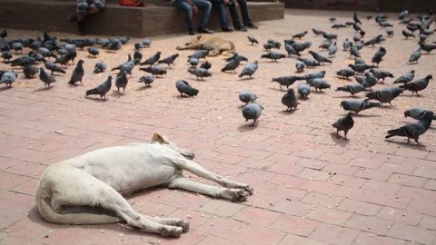 SLEEPING DOGS AT BASANTAPUR Stock Footage 124885067