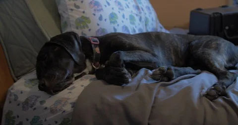 Sleeping Dogs on Bed Stock Footage 110834620