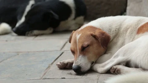 SLEEPING DOGS Stock Footage 124885121