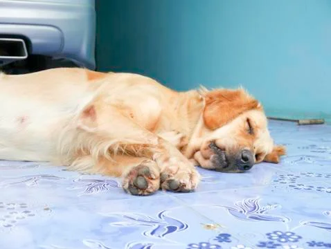 Sleeping Dogs Stock Photos