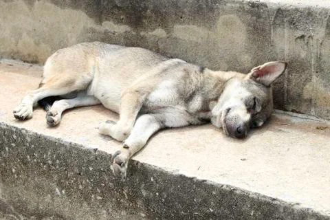 Sleeping Dogs Stock Photos