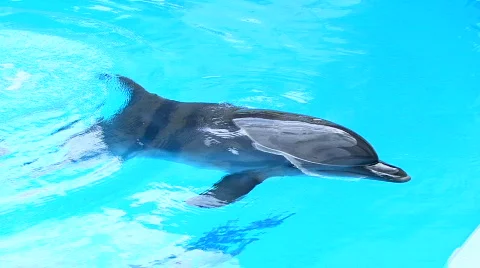 Sleeping Dolphin 스톡 동영상 591584