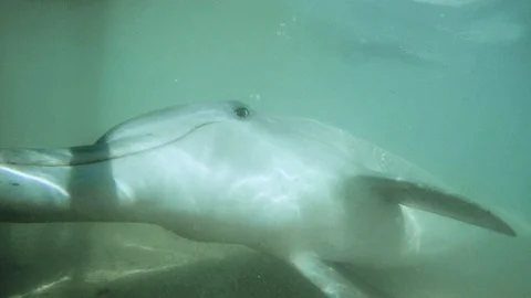 A sleeping dolphin Vidéo 88460733