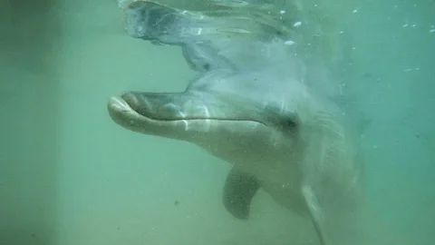 Sleeping dolphin underwater Vidéo 88459710