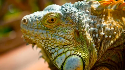 Sleeping dragon. Close-up portrait of resting vibrant Lizard. Selective focus Видео 94650018