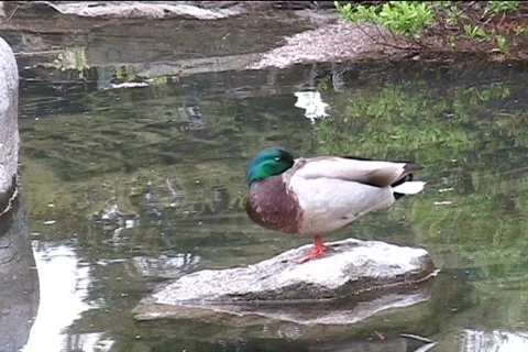 Sleeping  duck Video stock 418755