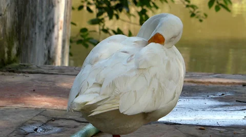 Sleeping duck Vídeo Stock 35733341