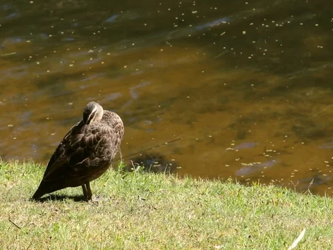 SLEEPING DUCK Stock Footage 100577322
