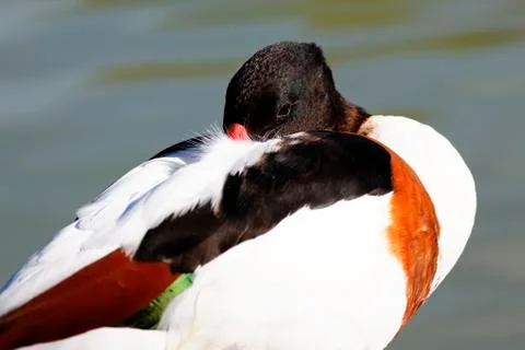 Sleeping duck Stock Photos