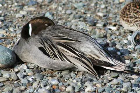 Sleeping duck Stock Photos